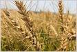 Área plantada de trigo nos EUA recua aos níveis de 1909 e